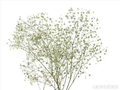 Baby's Breath