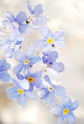 Forget Me Not