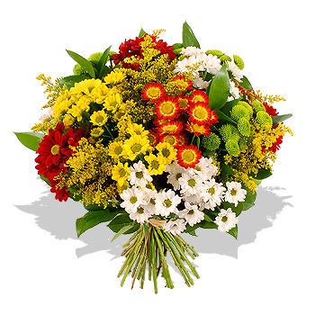 Chrysanthemum