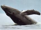 whale hug