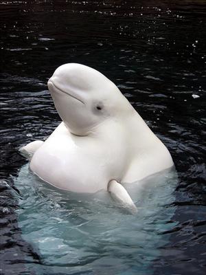whale kiss