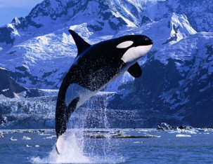 whale life