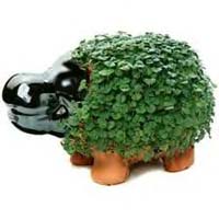 Chia Hippo