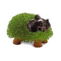 Chia Elephant