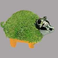 Chia Pig
