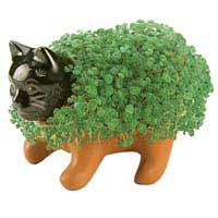 Chia Cat