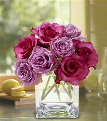 Lavender roses