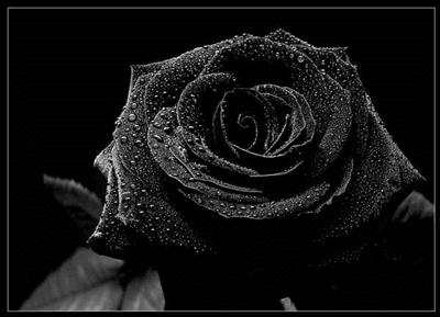 Black rose