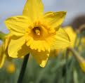 Daffodile