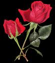 2 roses