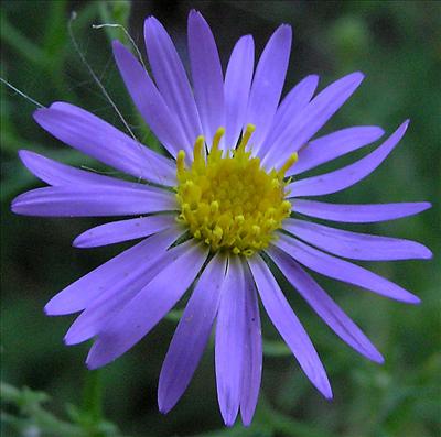 aster