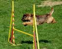 Activ dog
