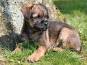 Cute pup