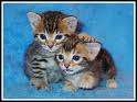 friends forever