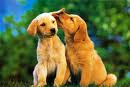 Puppy Love