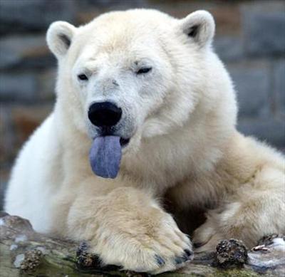 Bear