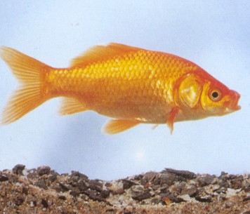 Pesce