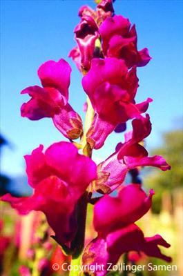 Belles fleurs