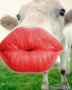 kiss
