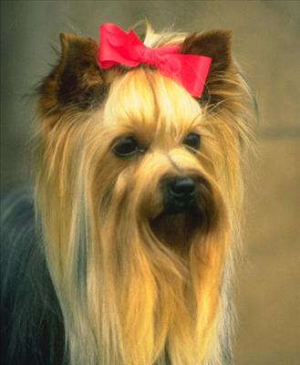 Köpek3