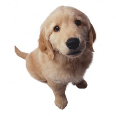 Perro