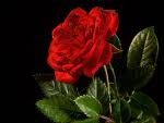 a rose