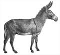 Donkey