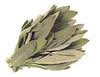 Sage