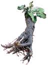 burdock root