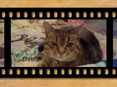 a film cat