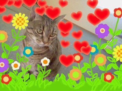 my cat