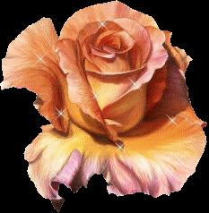 rose
