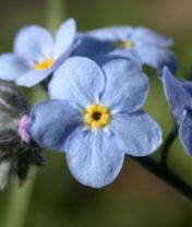 blue