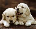 Two cute Puppies