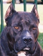 hund