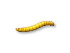 Mealie