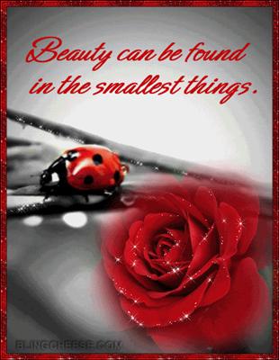 ladybugs