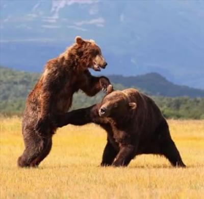 Bear Junk Punch