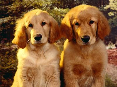 Golden Retriever