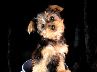 Silky Terrier