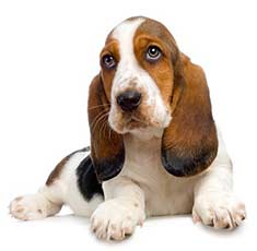 Basset Hound