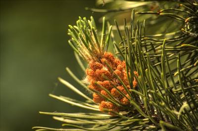 Flower 2