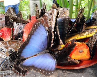 buterfly