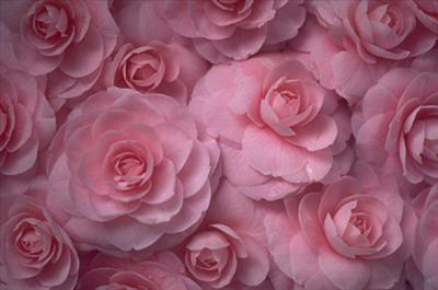 Rozes