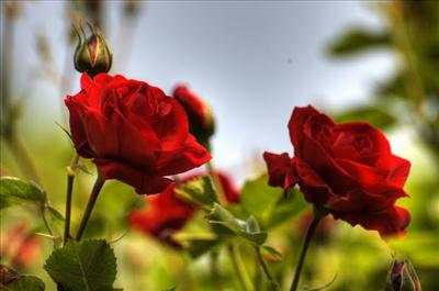 Nice Flower