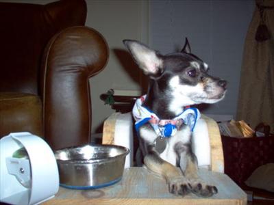 Lupi in chair