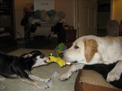 playing
