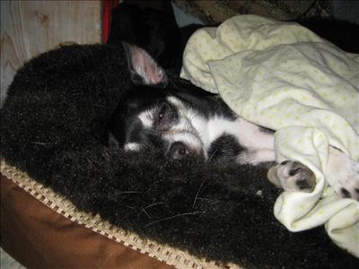 sleeping lupi