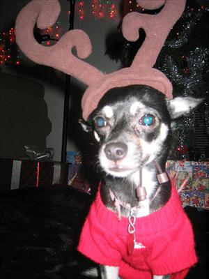 Reindeer Lupi