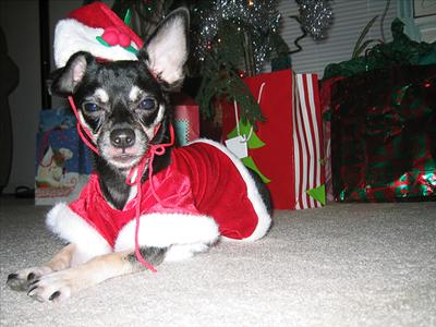 x-mas Lupi